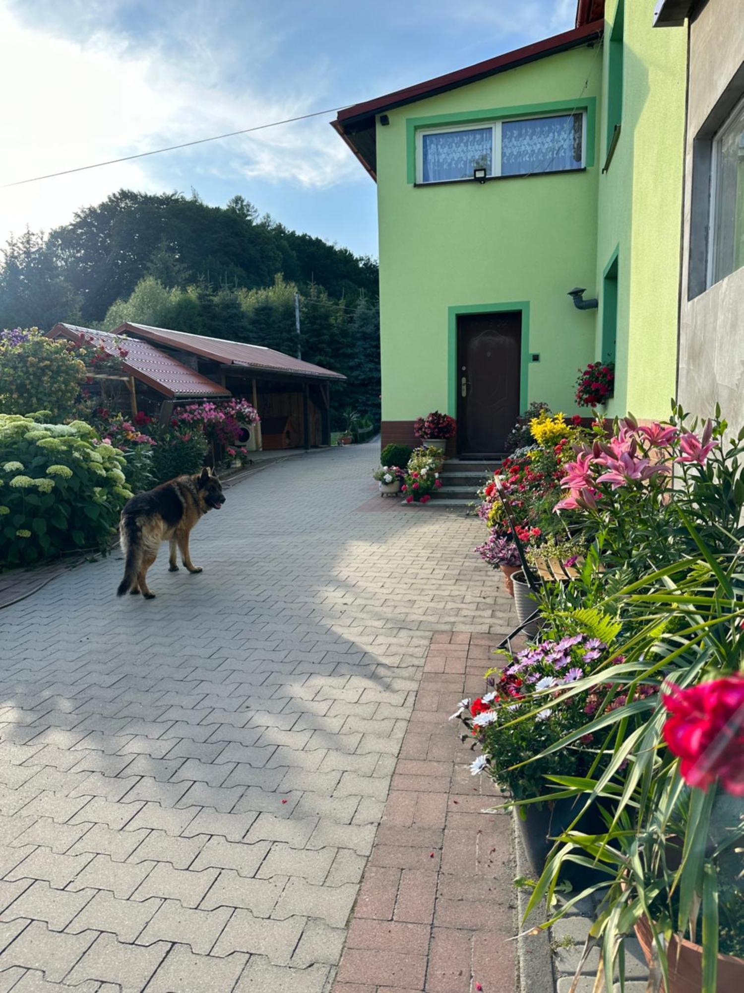 Apartmán Mr. Sowa Sokolec Ludwikowice Kłodzkie Exteriér fotografie